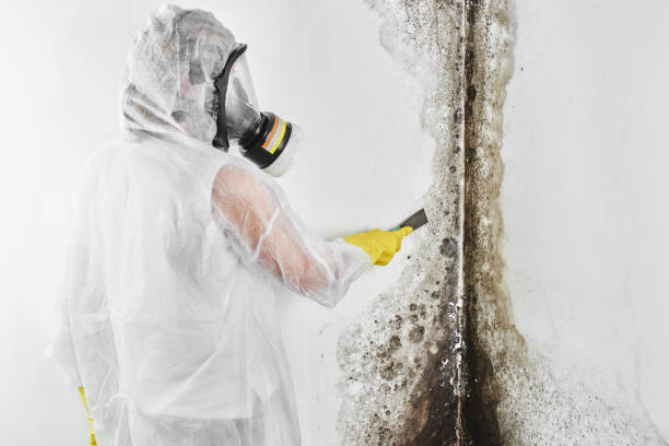 Best Mold Removal Company Near Me  in Oakland, OR