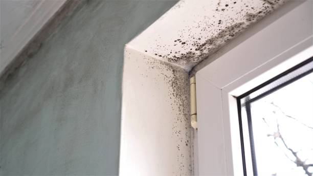 Best Residential Mold Removal  in Oakland, OR