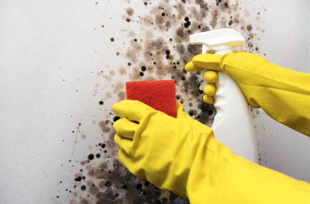 Best Fast Mold Removal  in Oakland, OR
