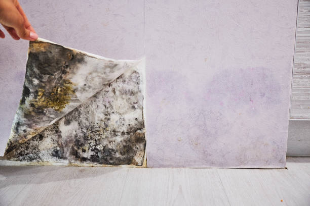 Best Mold Damage Repair  in Oakland, OR